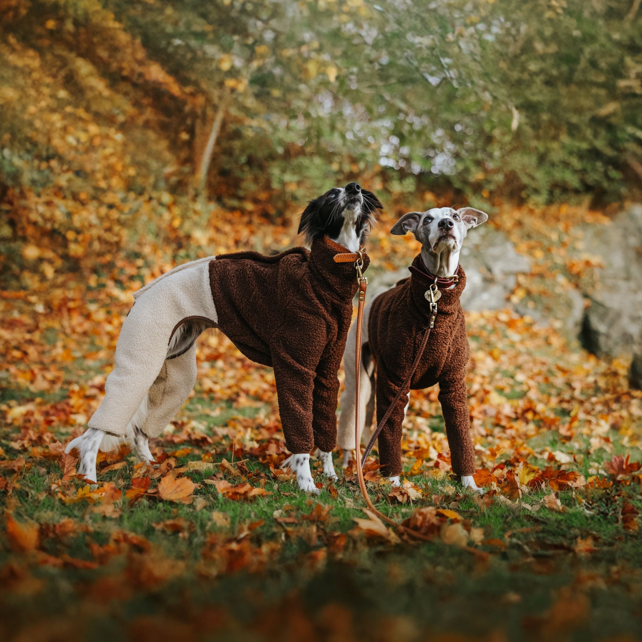 Two dogs in brown outfits standing on a grassy area with fallen leaves.