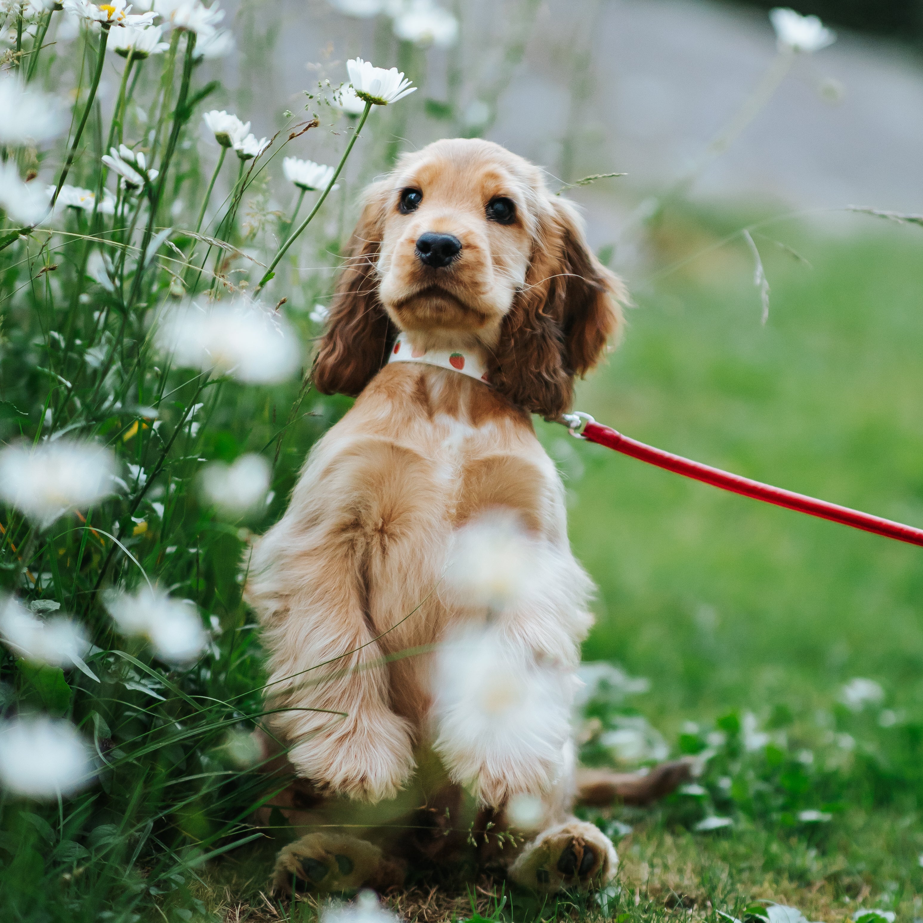 strawberry-xs-thin-cockerspaniel-puppy.jpg