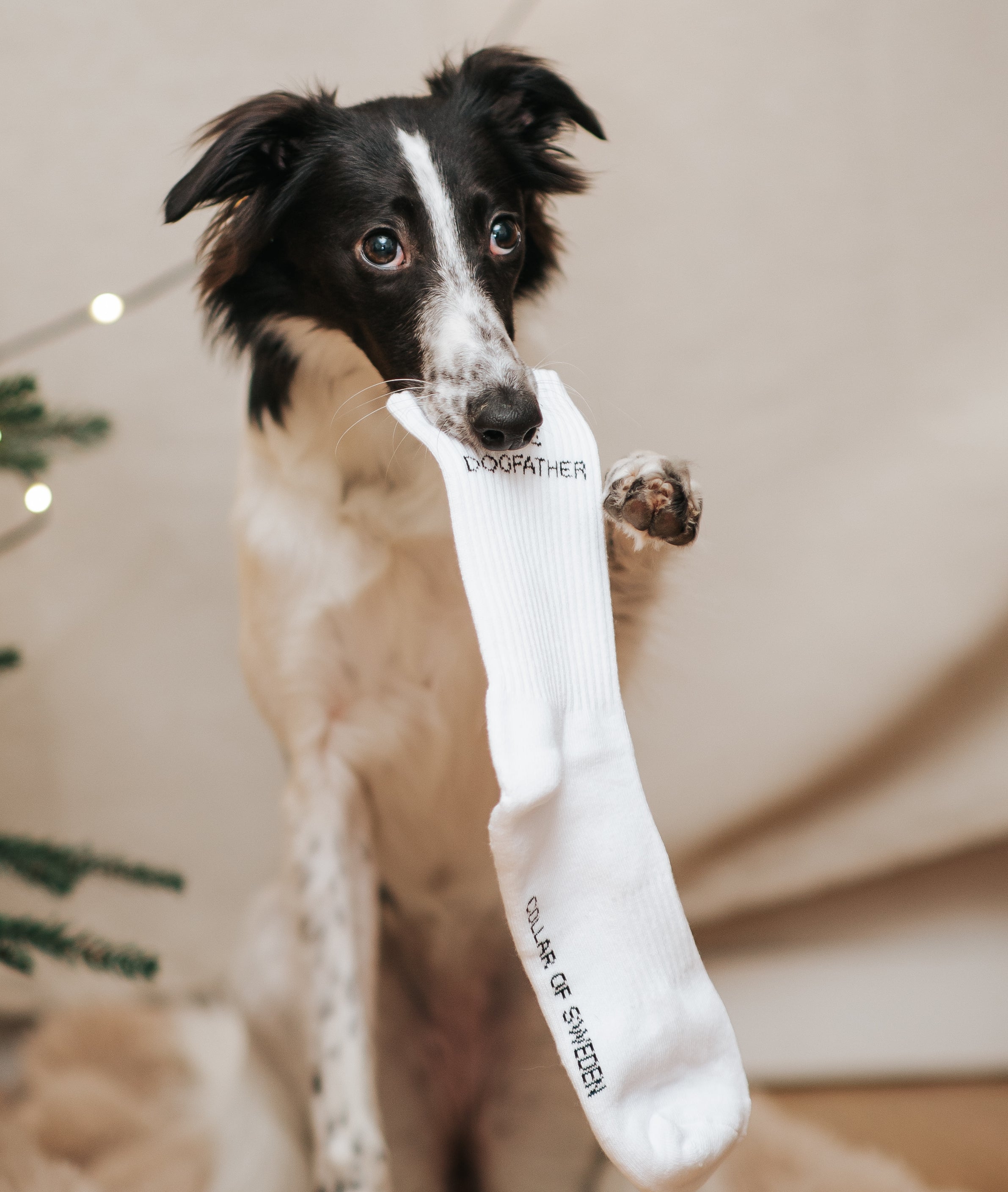 White Tube Socks - The Dogfather