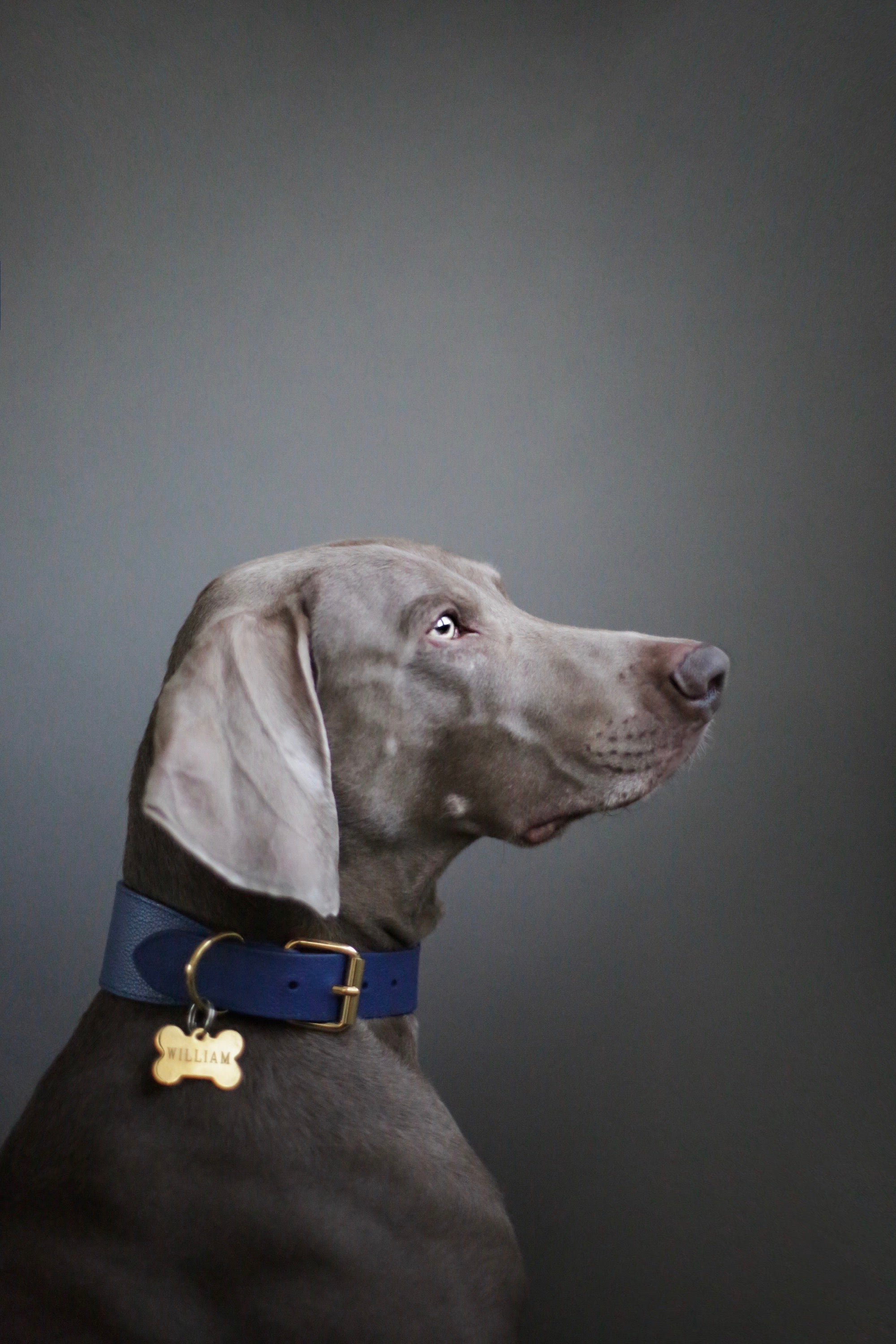 Dark Blue Dog Collar Wide