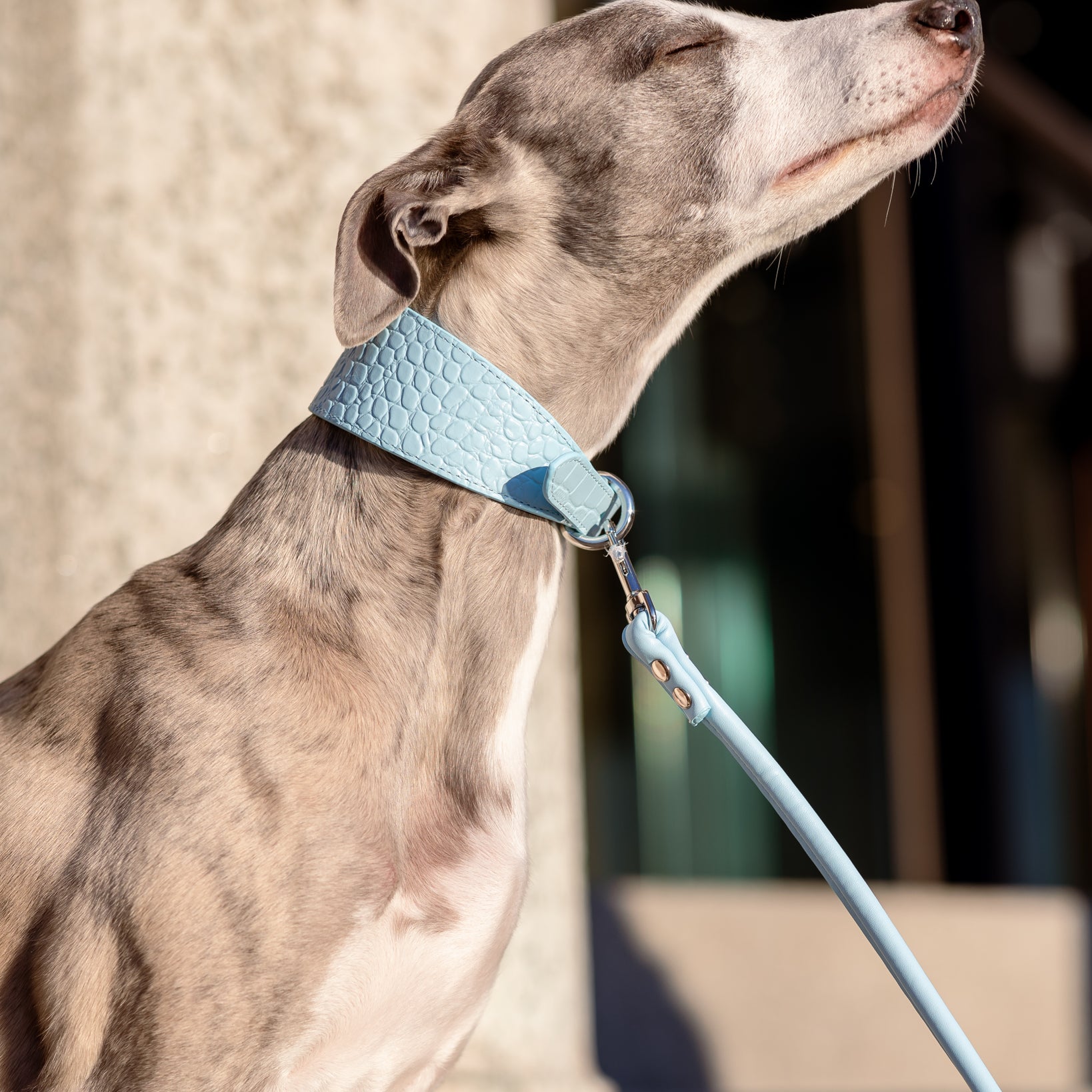 whippet-baby-blue-dog-lead-medium.jpg