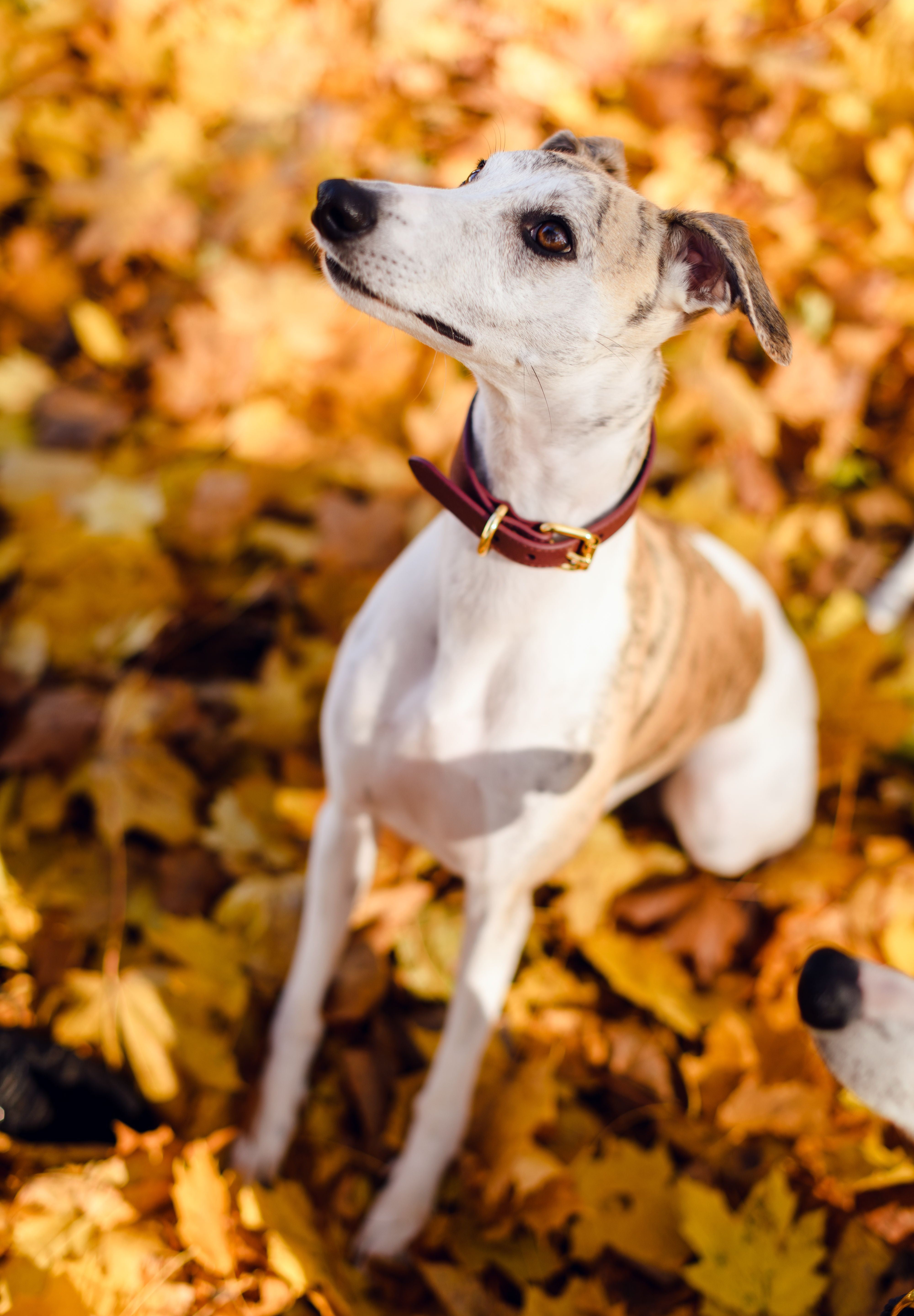 Burgundy Dog Collar Wide