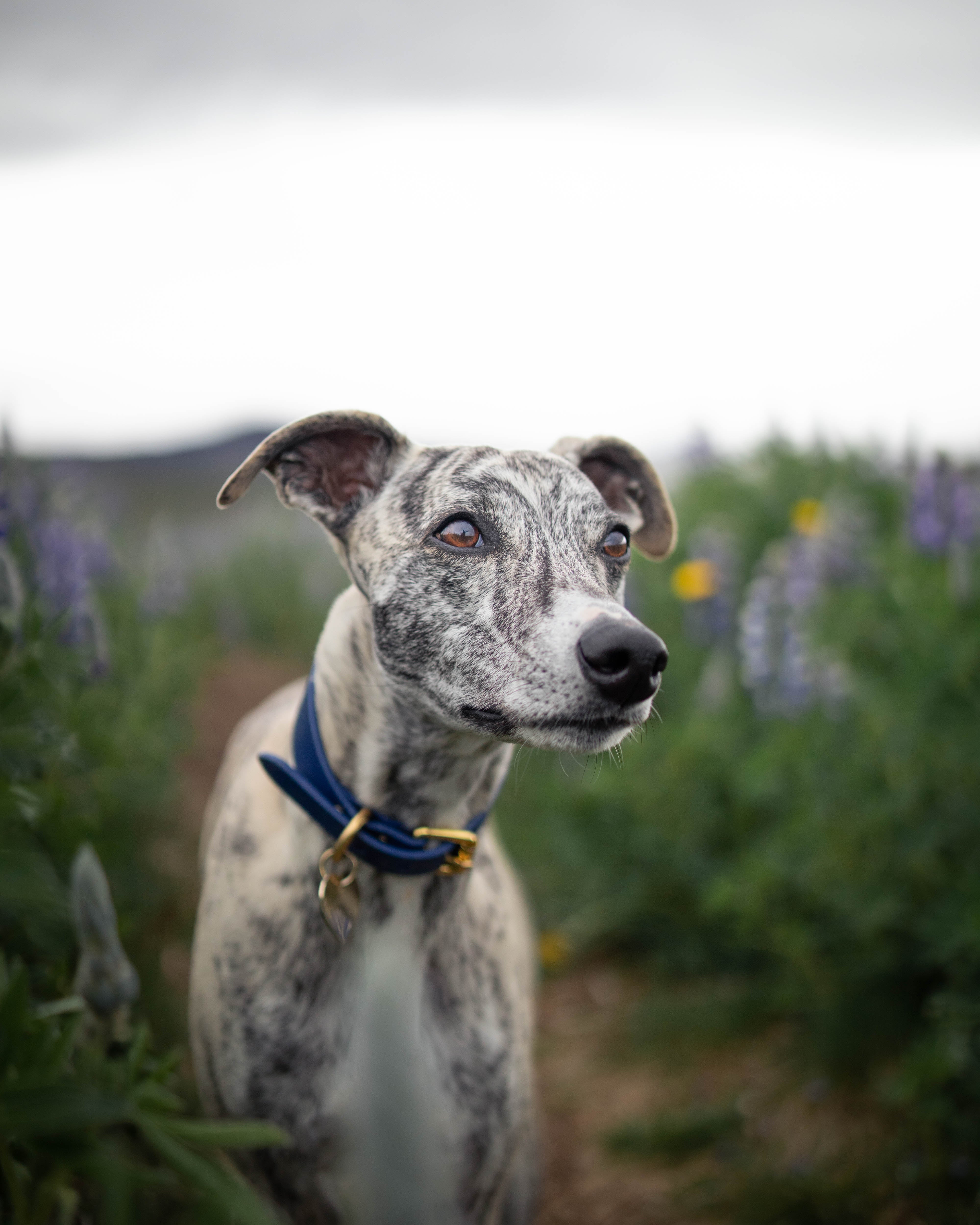 Dark Blue Dog Collar Wide