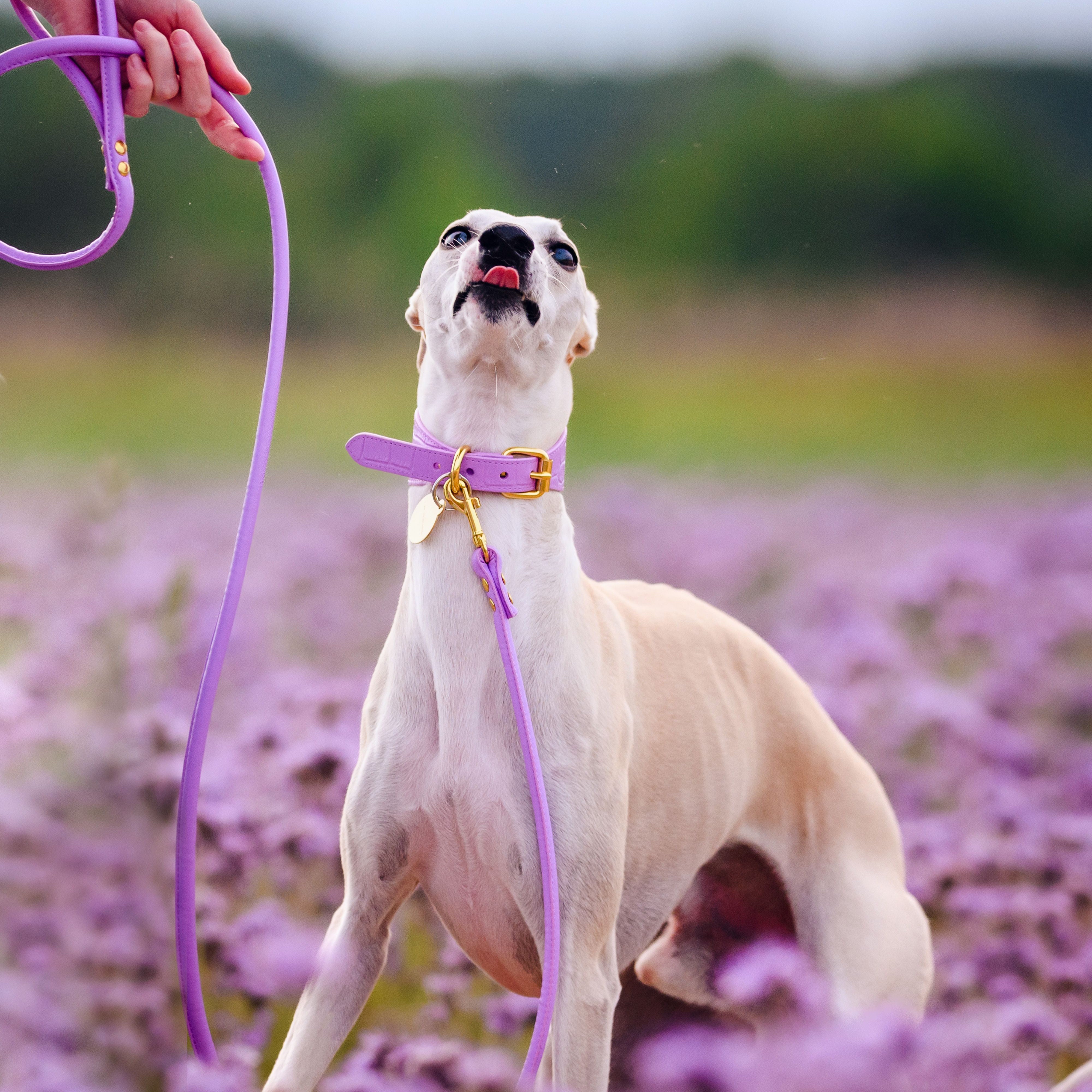 whippet-violet-croco-dog-collar-medium-wide-1.jpg