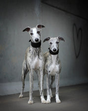 Black Dog Collar Wide