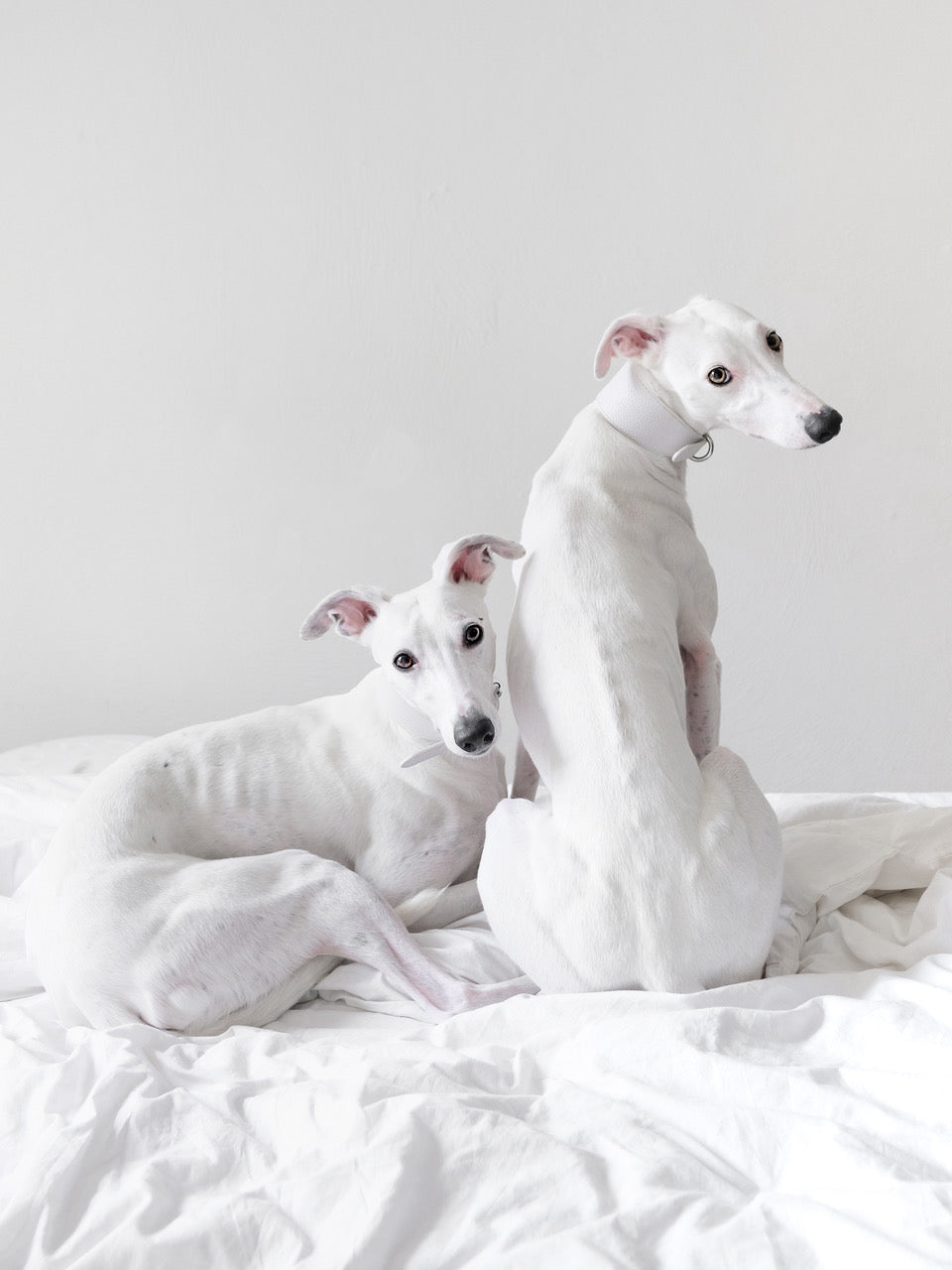 White Dog Collar Wide