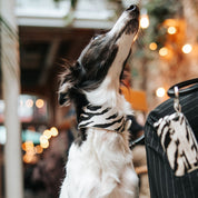 Zebra Poop Bag Holder