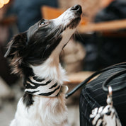 Zebra Dog Collar Wide
